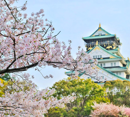 京阪神追櫻開跑！清水寺、環球影城、和牛吃到飽8日